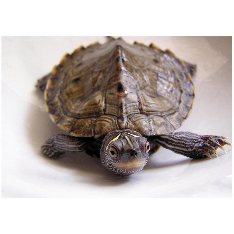 Broasca testoasa Graptemys kohni (Testoasa Harta de Missisipi) - imagine 3